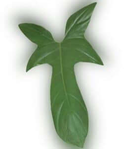 Horsehead Philodendron Philodendron Bipennifolium Gardening Brain
